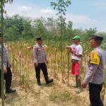 Strategi Swasembada: Polres Tabalong Panen 11 Ton Jagung di Tiga Titik IMG-20260326-WA0021