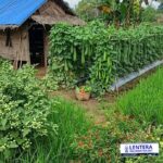 Anggota Komisi I DPRD Murung Raya Apresiasi Perkebunan Rakyat: “Sederhana Tapi Hasilnya Lumayan, Ringankan Ekonomi Mikro” IMG-20260629-WA0016