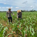 Pertumbuhan Jagung Pipil di Lahan 3 Hektare Desa Panggung Baru IMG-20260703-WA0047